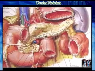 SISTEMA ENDOCRINO - GLÁNDULAS - DOCUMENTAL COMPLETO