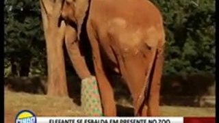 Elefante Chocolate ganha presente no Zoo de Brasília