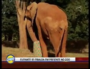Elefante Chocolate ganha presente no Zoo de Brasília