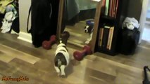Bulldog Puppies vs. Mirrors Compilation