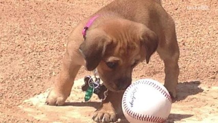 Abandoned Puppy Finds a Home and Becomes New Bat Dog