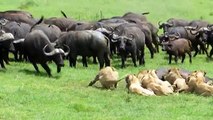 Así fue la lucha entre leones y búfalos por una presa