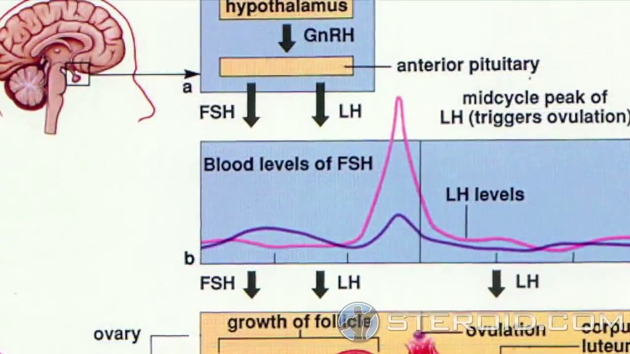 HCG (human chorionic gonadotropin)