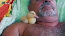 Cute Duckling - A Funny Duck Videos Compilation