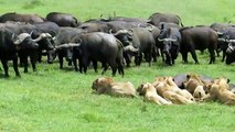 Así fue la lucha entre leones y búfalos por una presa