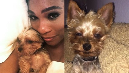 Serena Williams Eats Dog Food