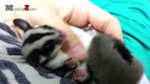 Sugar Glider - A Funny And Cute Sugar Glider Videos Compilation -- NEW HD