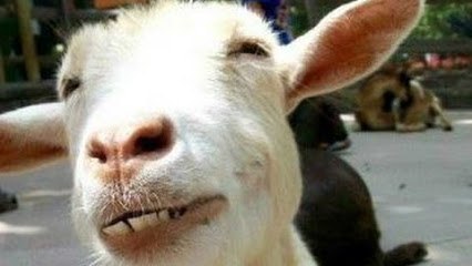 Funny Goats - A Funny Goat Videos Compilation -- NEW HD