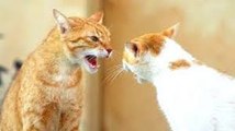 Funny Cats Arguing - Cats Talking To Each Other Compilation -- NEW HD