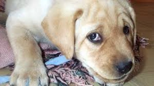 Guilty Dog Videos - A Funny Guilty Dogs Compilation 2015