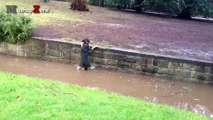 Dog Fails - A Funny Dog Jump Fails Compilation