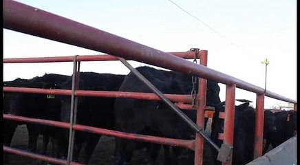 Calving Ease Final