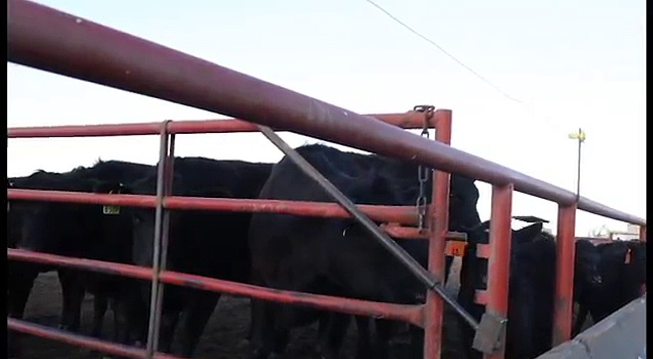 Calving Ease Final