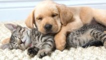 Funny Cats And Dogs Sleeping Together - A Cute Animals Videos Compilation 2015