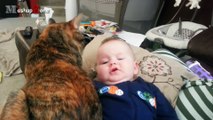 Best Of Cats And Dogs Protecting Babies 2016 -- NEW HD