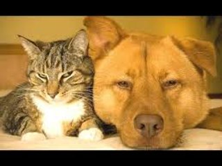 Cats And Dogs Friends Forever Compilation -- NEW HD