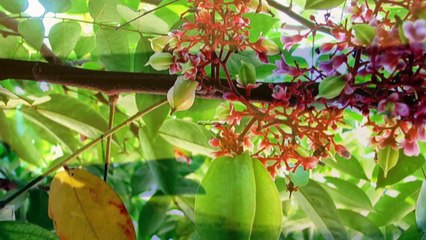 LK Mời Em Về Thăm Quê Anh , Sóc Sờ Bai Sóc Trăng - vuphongvu
