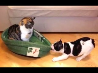 Best Of Funny Cats Stealing Dog Beds Compilation -- NEW HD