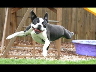 Dog Fails - A Funny Dog Jump Fails Compilation -- NEW HD