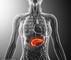Pancreas: the two hormones it produces named insulin and glucagon and how they keep your blood sugar level balanced