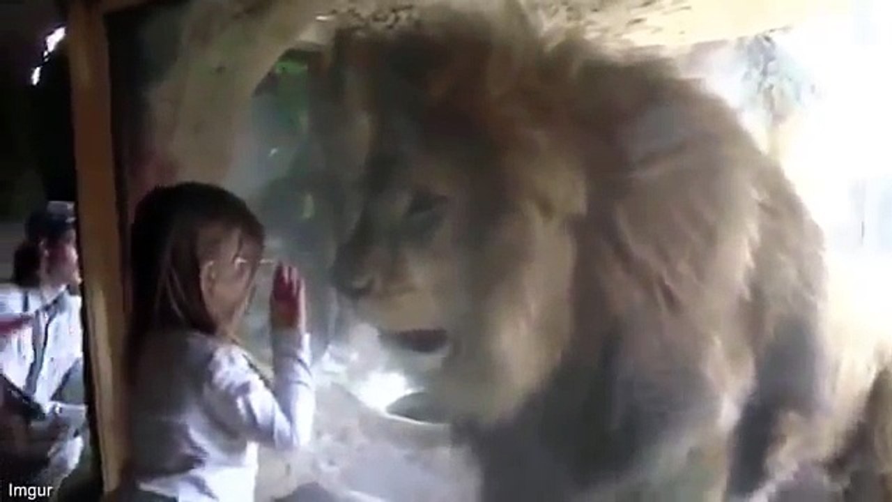 Scary moment lion lunges for little girl after she blows a kiss