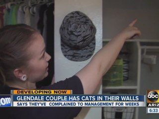 Glendale couple has cats in their walls