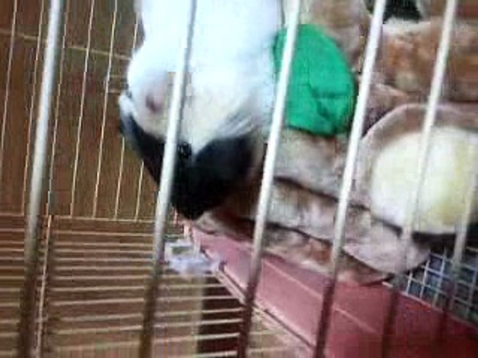 あくびモルモット