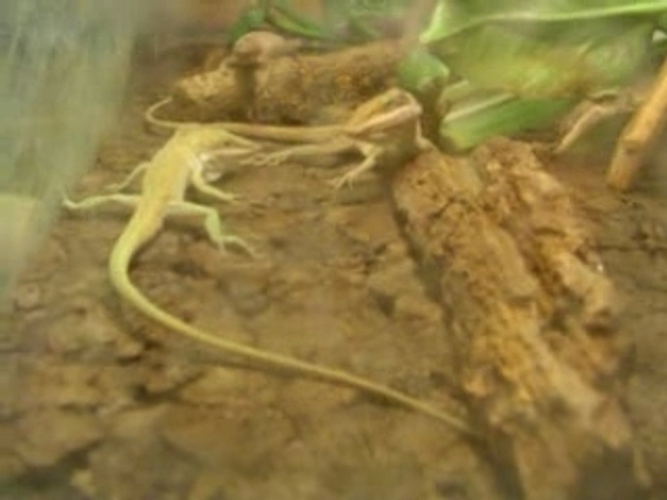 Anolis
