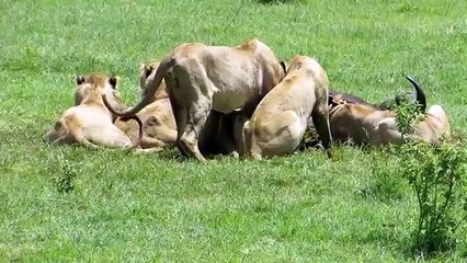 Lion group vs buffaloes group top fight