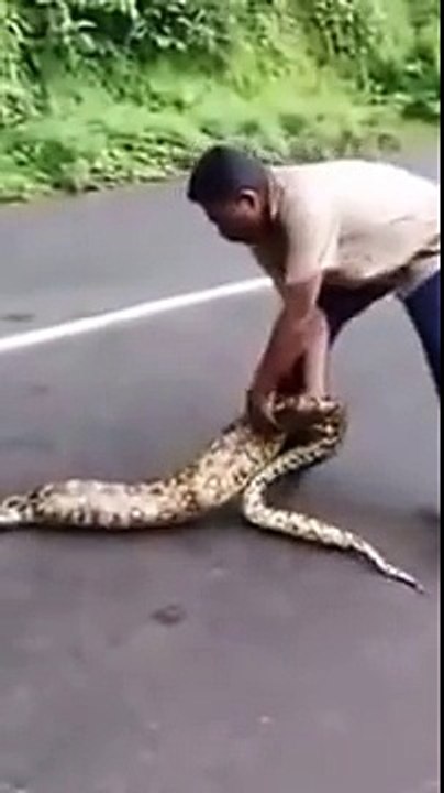 HUGE SNAKE IN INDIA   LARGEST PYTHON SNAKE FOUND IN KERALA INDIA