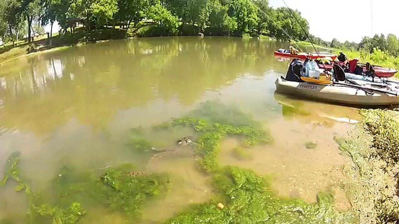 Snake vs. Catfish