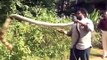King Cobra Snake Attack in Kerala India    Venomous Snake Attack in Kerala Forest