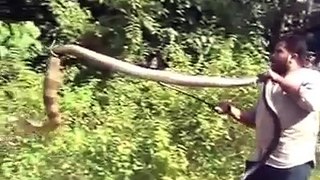 Indian Whatsapp Videos - Indian man catching huge king cobra snake