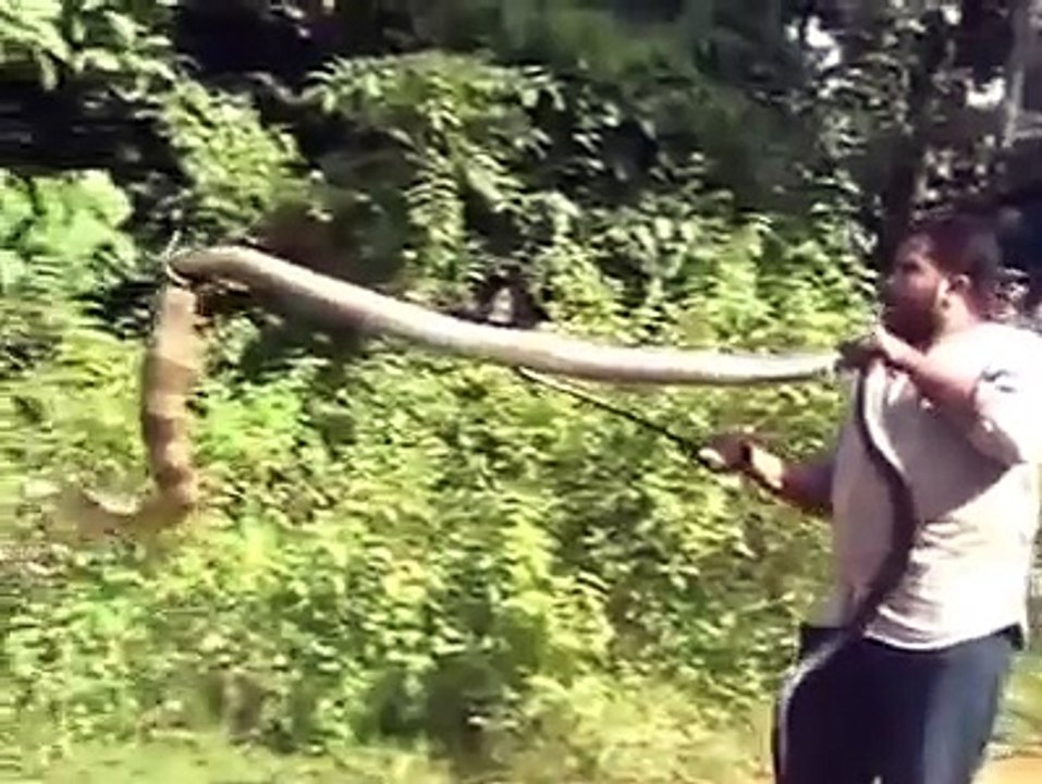 Indian Whatsapp Videos - Indian man catching huge king cobra snake