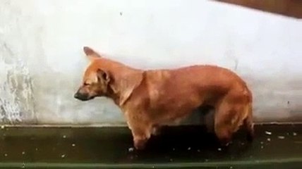 Latest Indian Funny Videos Compilation 2016 - Indian Whatsapp Videos - Videos De Risa 2016 (9)