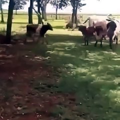 Latest Indian Funny Videos Compilation 2016 - Indian Whatsapp Videos - Videos De Risa 2016 (12)