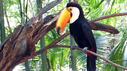 IGUAZU PARC AUX OISEAUX