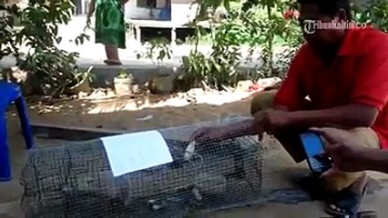 [Heboh] Tikus Bermulut Babi