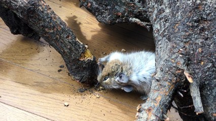 【DEGU】柿の根っこを齧るデグー