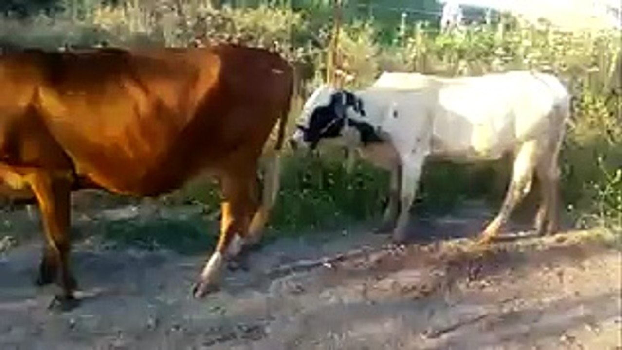 He Tries To Fuck - See What Happens Next