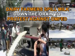 Dairy farmers spill milk down the drain to protest against OMFED