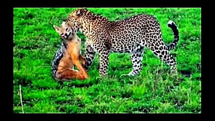 Leopard vs. Eagle vs. Lion vs. Hyena ( FULL HD )