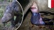 Endangered Sumatran rhino gives birth to second calf at Indonesian sanctuary