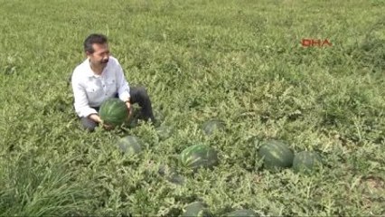 Adana'da Turfanda Karpuz Hasadı