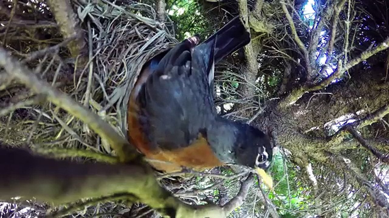 Nid d'oiseaux en timelapse