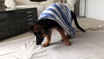 Funny Little Cute Puppy Playing and Barking - German Shepherd