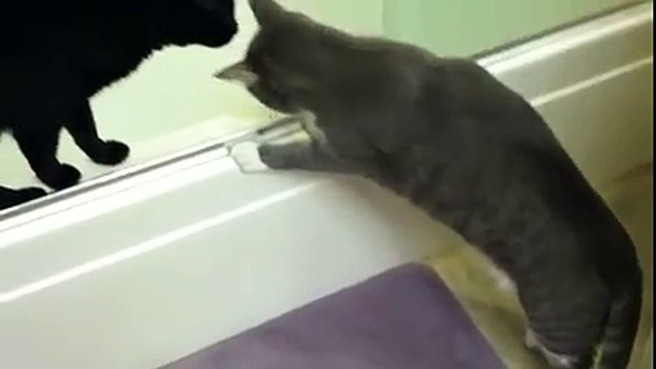 Un chat trop curieux veut explorer la baignoire