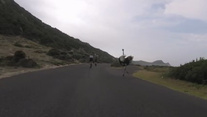 Course poursuite en vélo.. Contre une autruche !