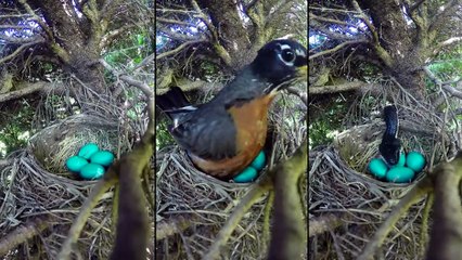 Il a mit une Go-Pro devant ce nid pour filmer l'éclosion, mais ca ne va pas finir comme prévu..