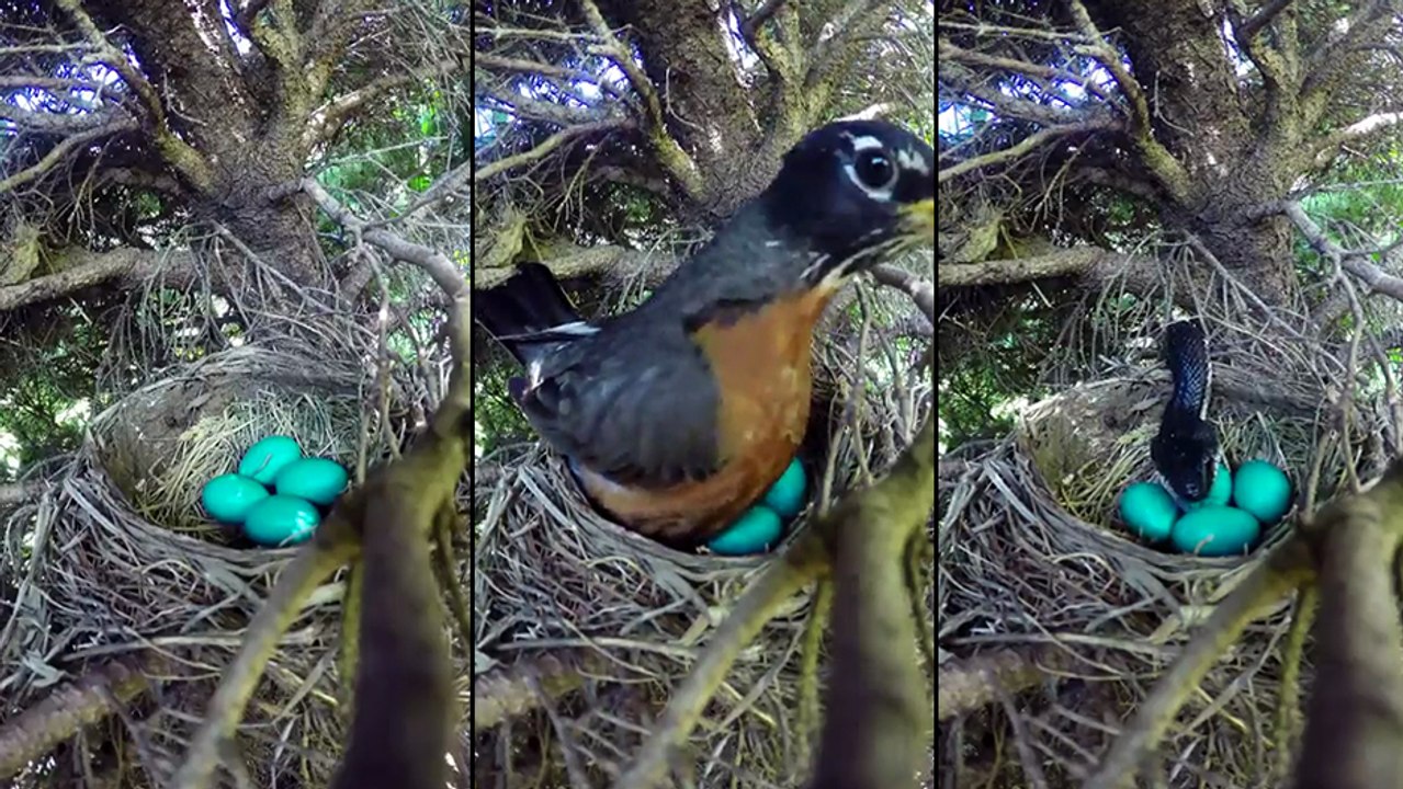 Il a mit une Go-Pro devant ce nid pour filmer l'éclosion, mais ca ne va pas finir comme prévu..